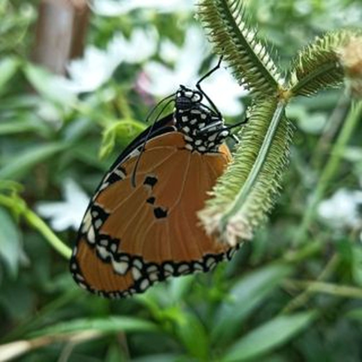 纯金兔月吊坠 | 99.9% 正品保证