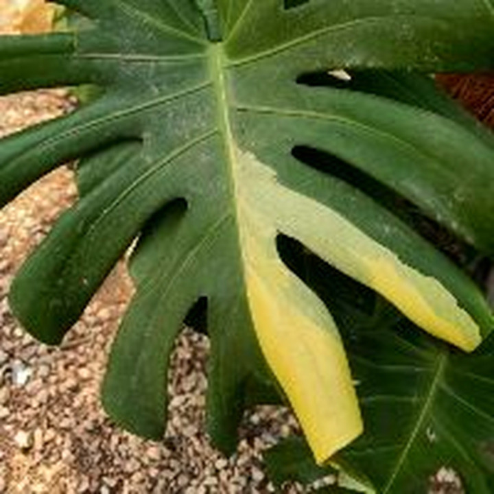 正品96.5纯金条和金片（0.2克）